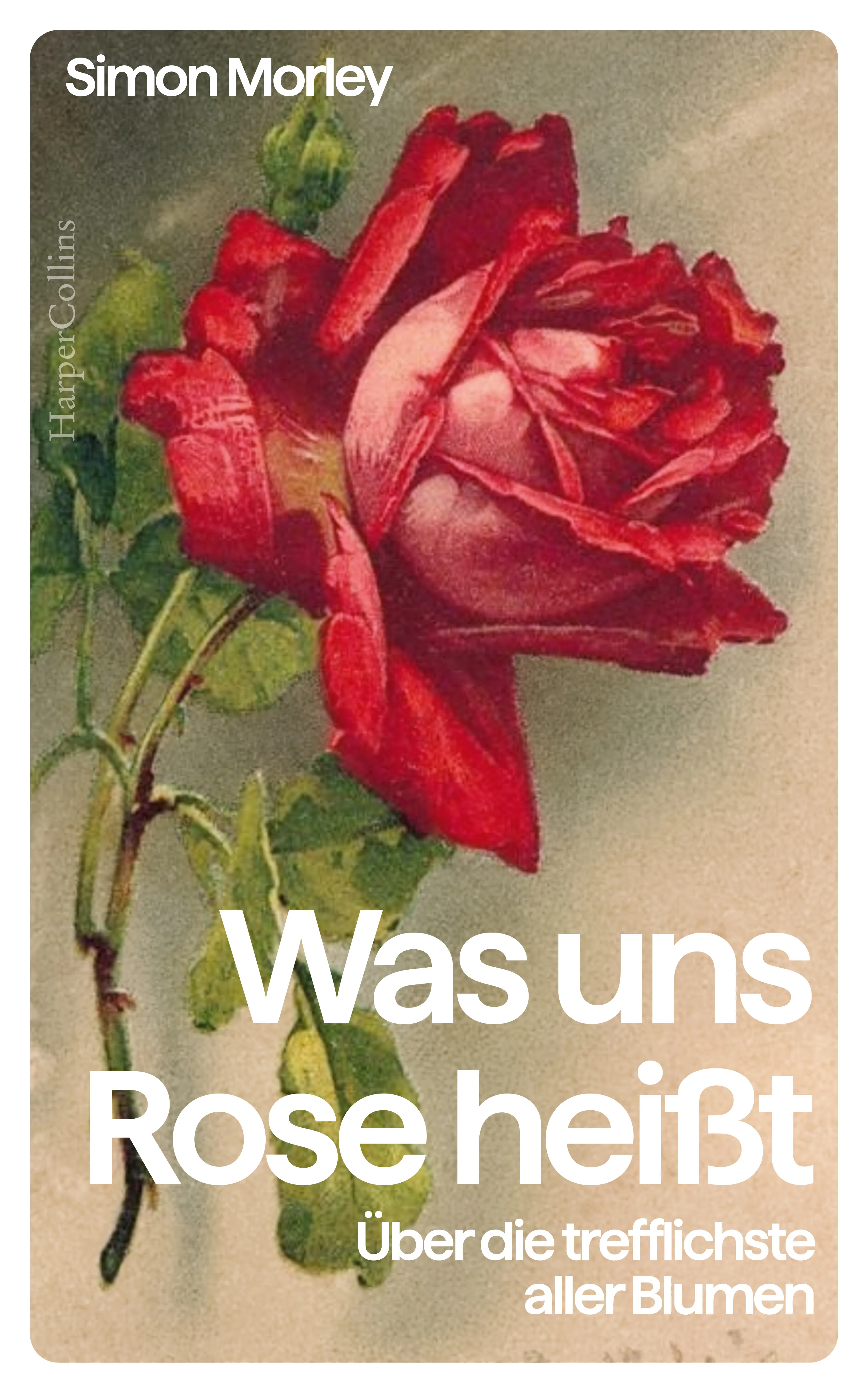 Was uns Rose heißt. Über die trefflichste aller Blumen - Image 2